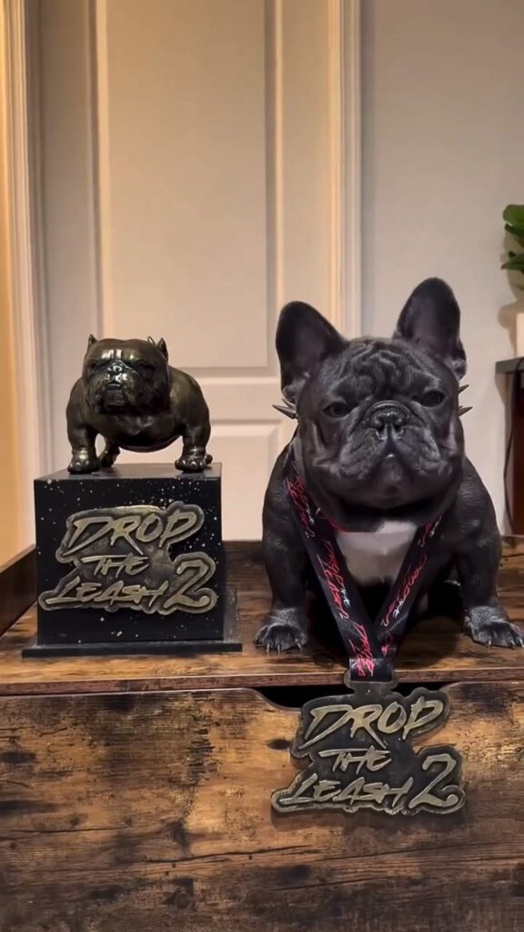 Biggie, award-winning French Bulldog from Fire French Bullies bloodline, posing with trophy.