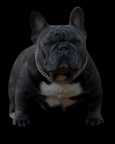 Biggie — elite French Bulldog stud service in Tucson, Arizona